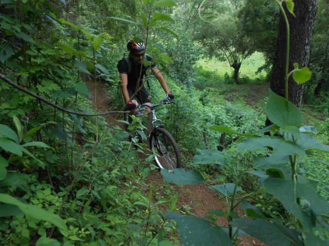 Pedalea en el bosque